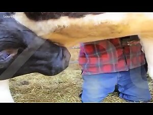 husky dogsexporn: intense encounters